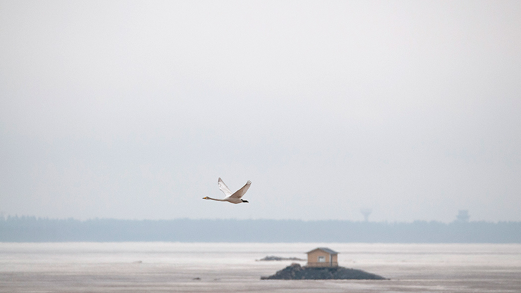 A swan flies over a frozen bay. In the background is fog and a yellow sea lodge.