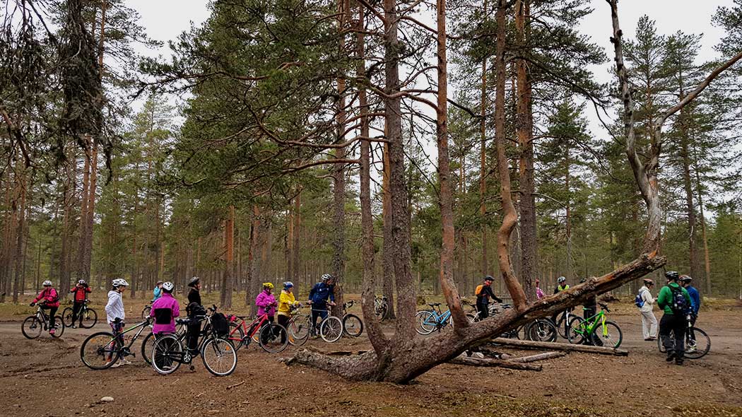 People cycling in a pine forest.
