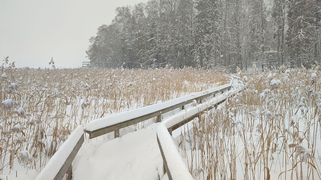 Snowy landscape. The nature trail runs through the reeds. There are the edge of the forest and the bird tower in the background.
