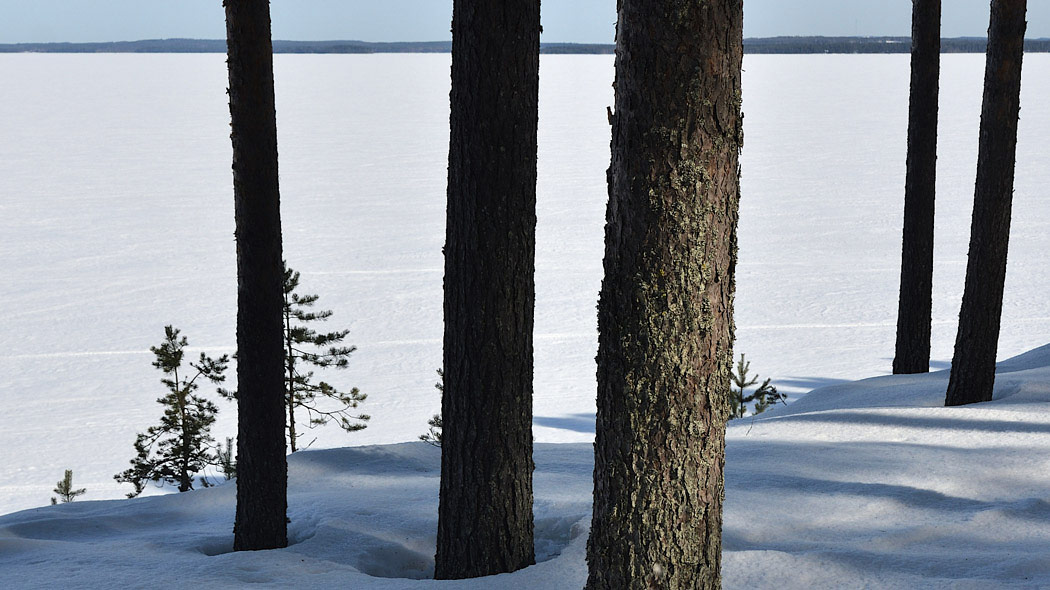 Winter landscape on an open snow-covered lake. In the foreground, pine trunks. The opposite shore is visible in a far line.
