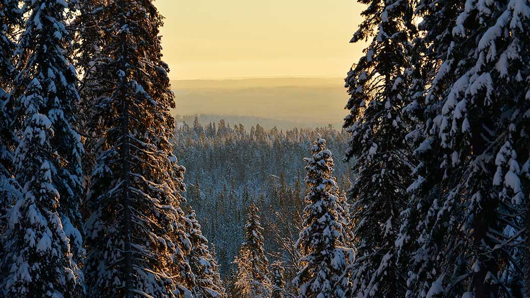 A view of snow-covered spruce forest seen from a slope.