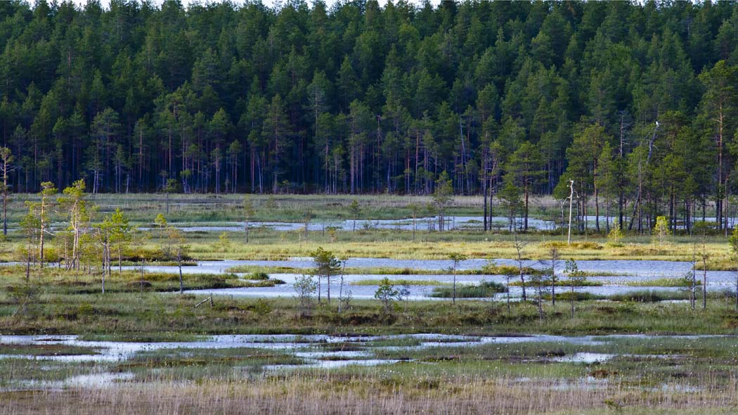 A mire-wilderness, visible water can be seen in the middle of the mire. A dense coniferous forest rise in the background.