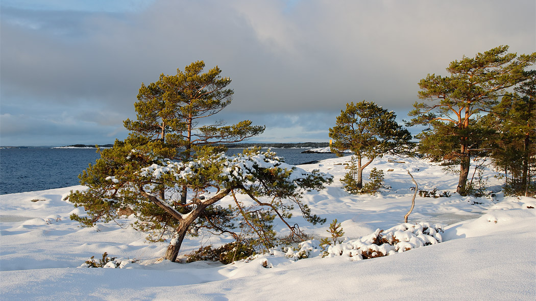 Snowy coast. There are pines in the foreground and the open sea background.d