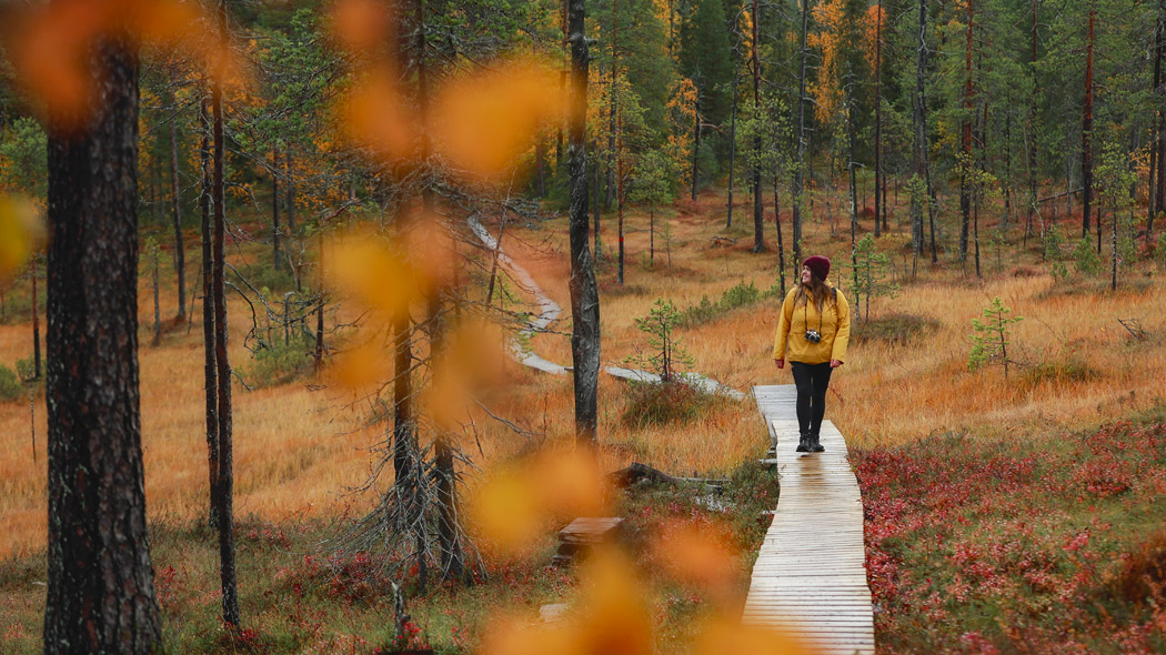 A hiker is watching the autumn colors of the mire from the duckboards.