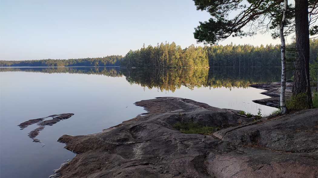Summer morning by the lake. In the foreground, rock and two trees, calm surface of a lake in between and forest on the background.