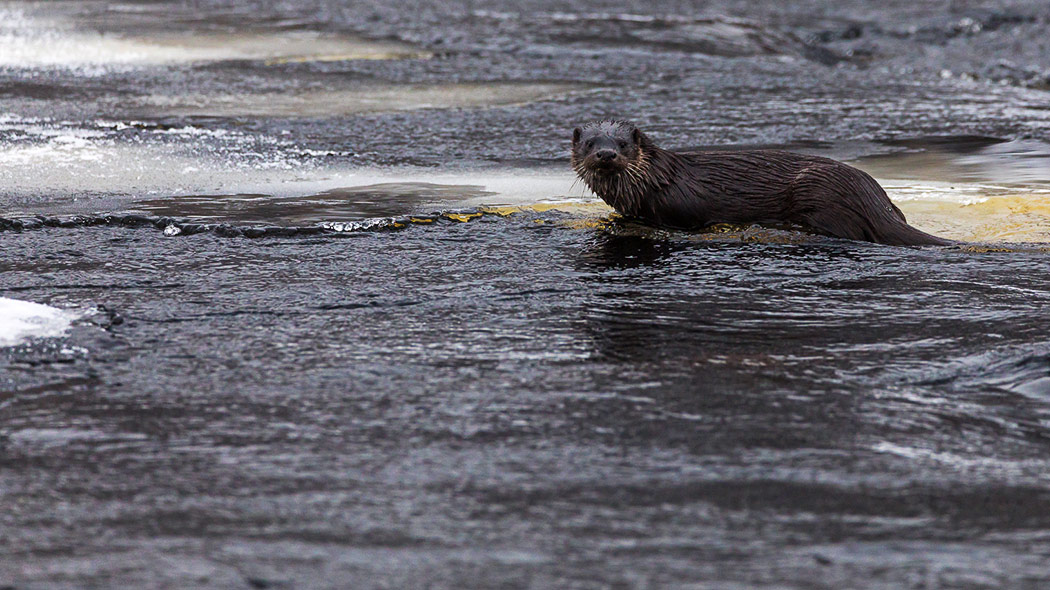 An otter with wet fur is sitting amidst flowing water and ice and is looking towards the viewer.
